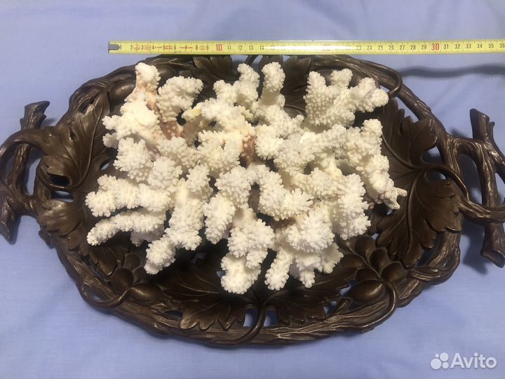 Морские кораллы