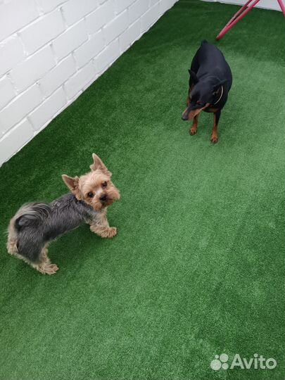 Передержка домашних собак