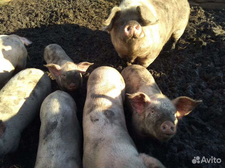 Хрячки - молодцы