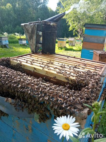 Мёд таёжное разнотравье