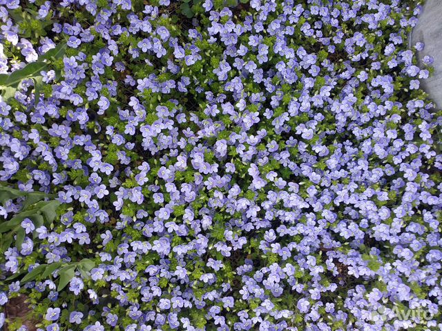 Декоративная травка - Вероника нитевидная купить в Смоленске | Товары ...