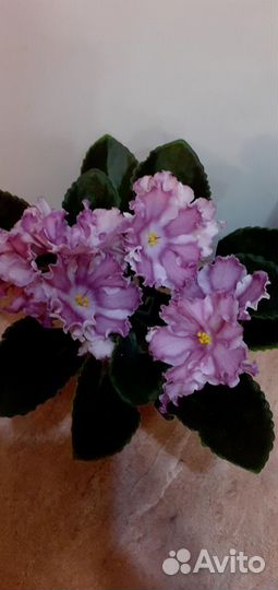 Сортовые детки фиалок, отправляю почтой