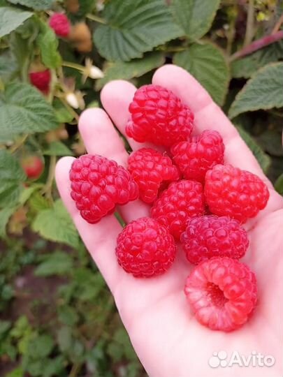 Рассада малины