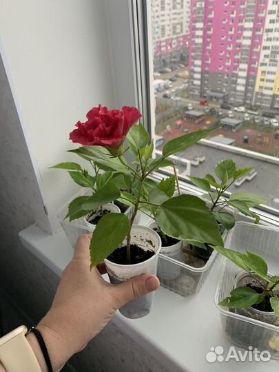 Гибискус махровый розовый красный