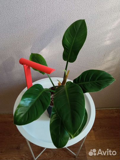 Филодендроны 15 сортов