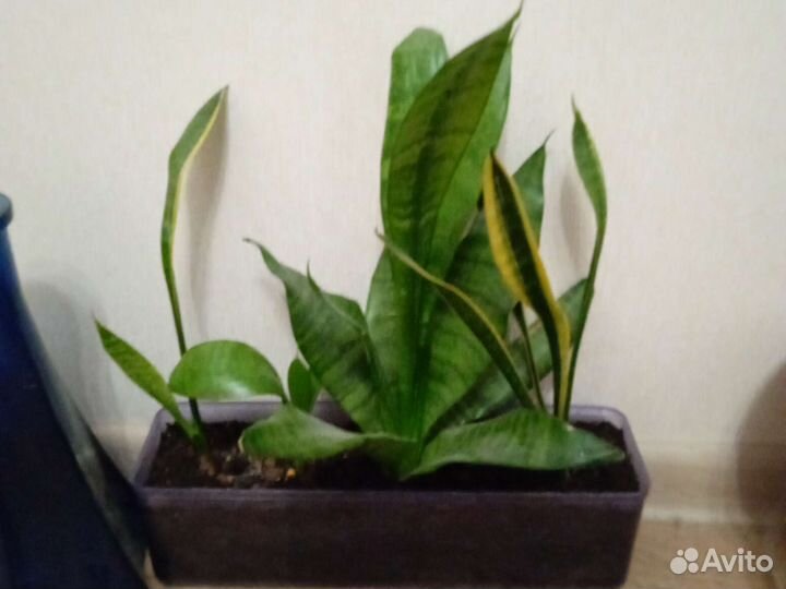 Цветы замиокулькас кактус суккуленты