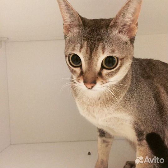 Сингапурская