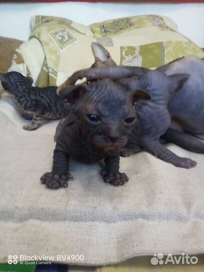 Котята сфинкс