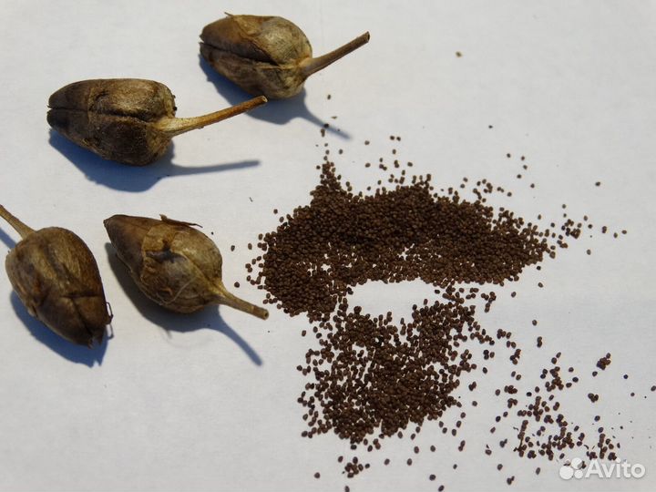 Семена табака 