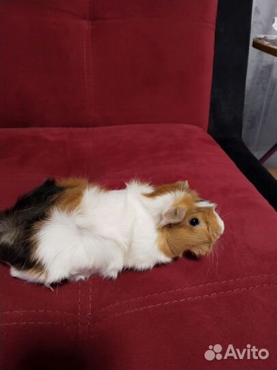 Морская свинка