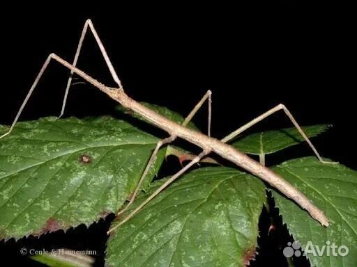 Аннамский палочник