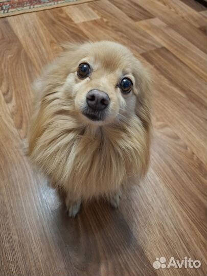 Вязка собак шпиц