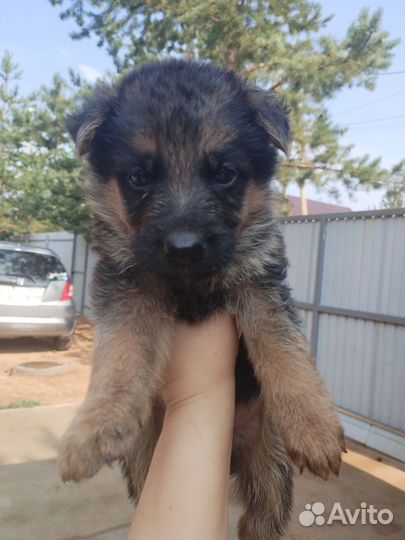 Немецкая овчарка