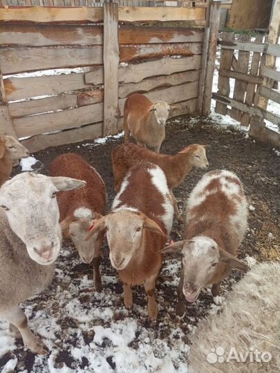 Катумские барашки на племя