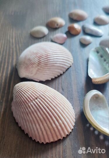 Морские ракушки