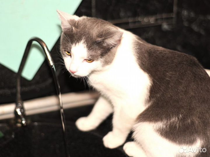 Котик на вязку