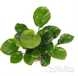 Аквариумные растения,отправка во все регионы