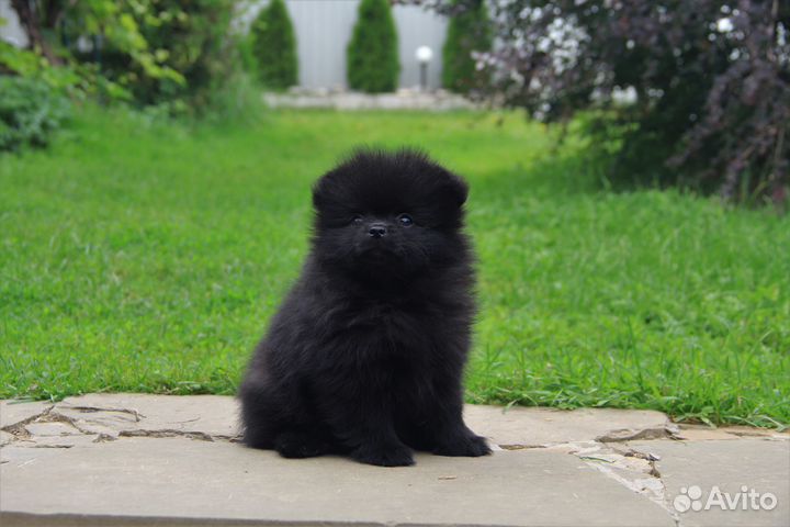 Девочка шпица черная