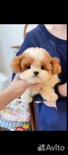 Мини щенки Пушоны