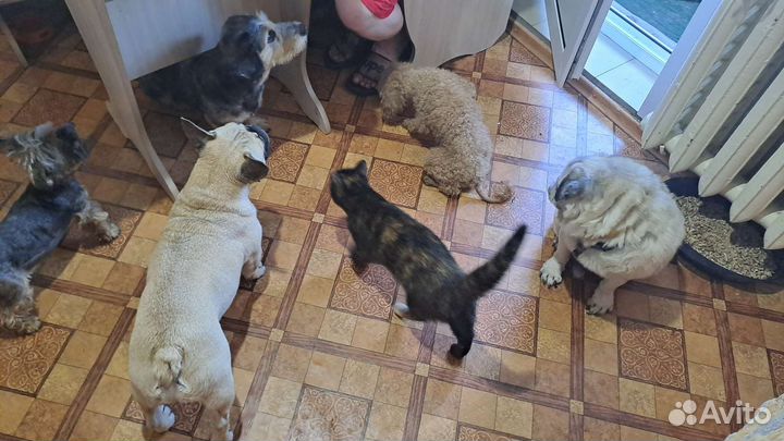 Передержка для животных