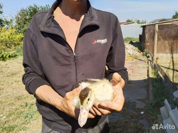 Продаются индоутята