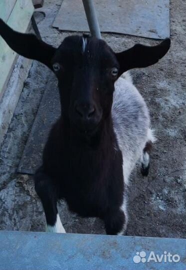 Продается козлик