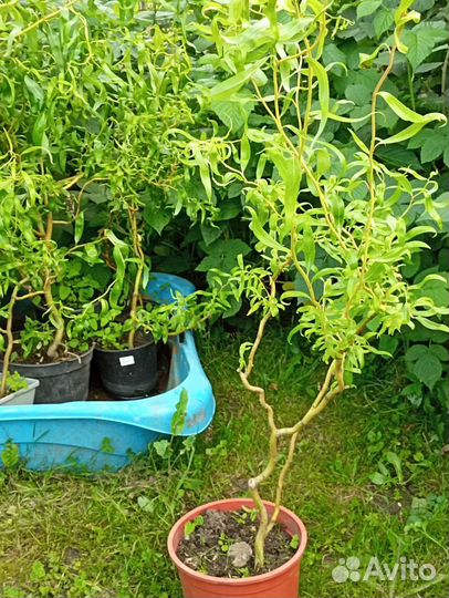 Ива извитая