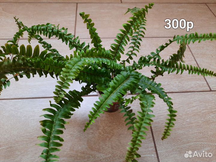 Папоротник