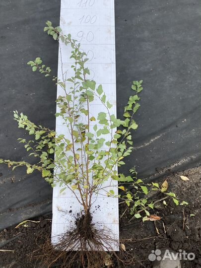 Спирея вангутта