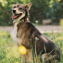 Взрослая собака из приюта