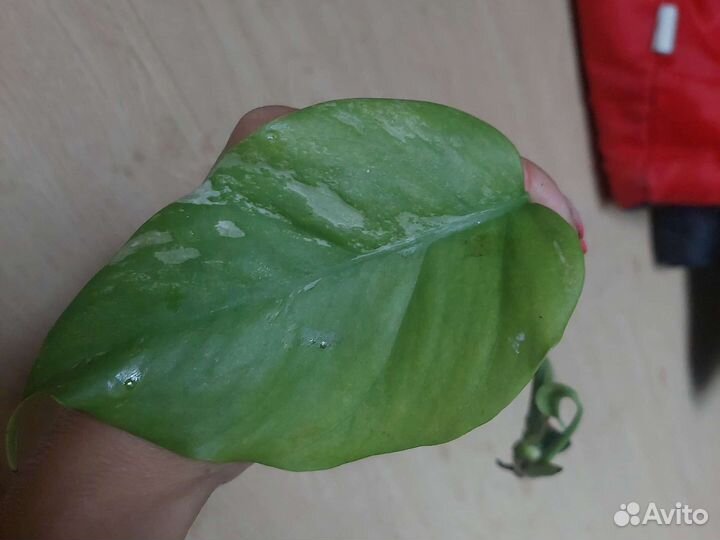 Монстера Альба