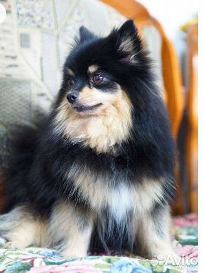 Померанский шпиц