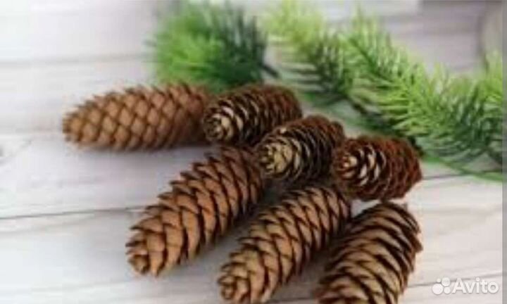 Шишки сосновые и еловые