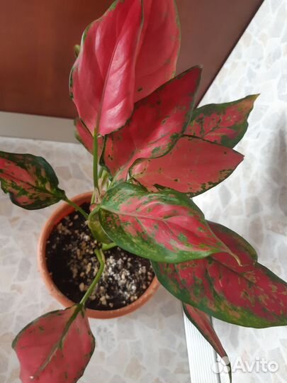Аглаонема Cherry Bebi