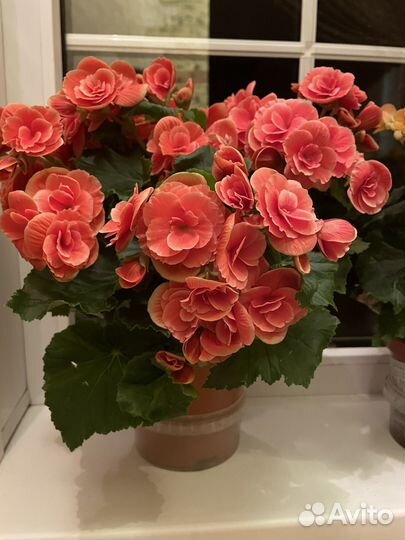 Бегония элатиор