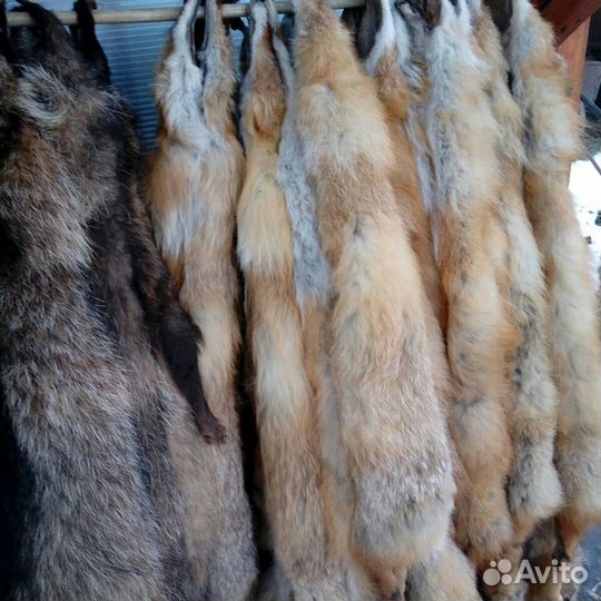 Шкуры лисы с выделкой