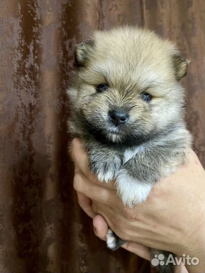 Щенки шпица