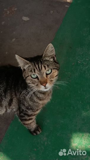 Потерялись кошка и кот