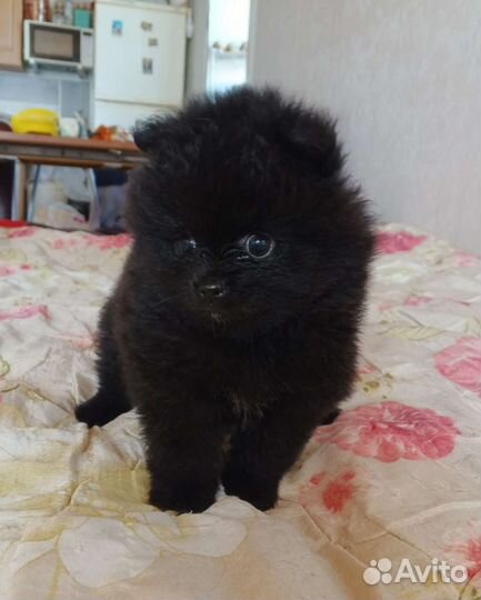 Щенки померанского шпица