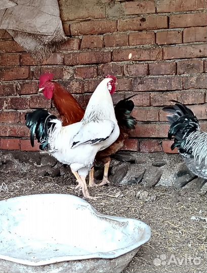 Петухи