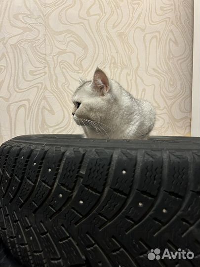 Michelin X-Ice North XIN2 195/65 R15 95