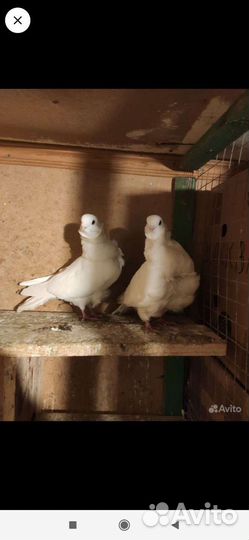 Голуби разные
