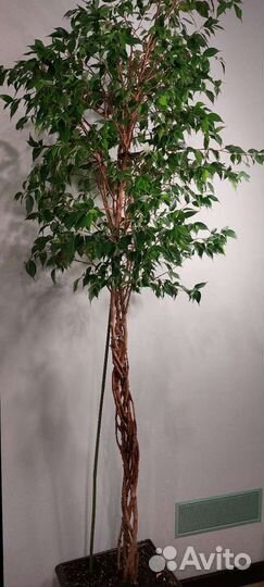 Фикус бенджамина большой, плетеный