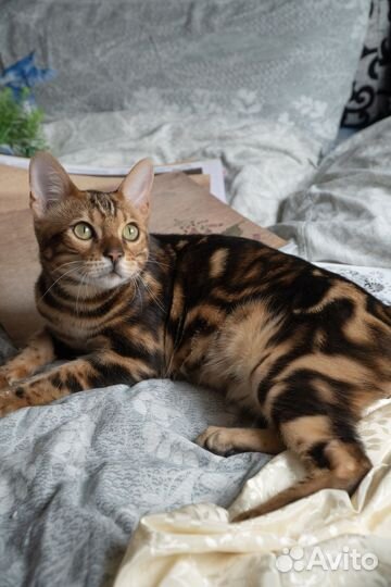 Бенгальский кот