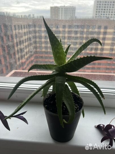 Комнатные цветы алоэ