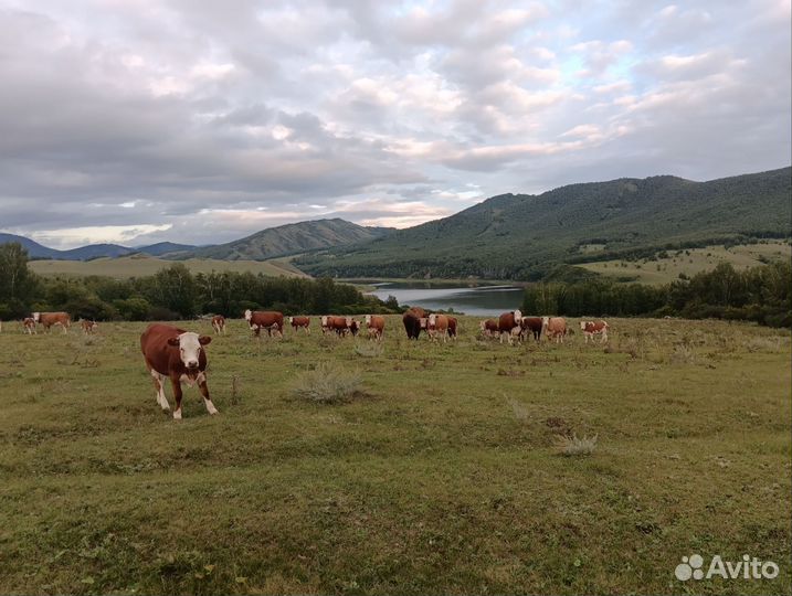 Продажа крс