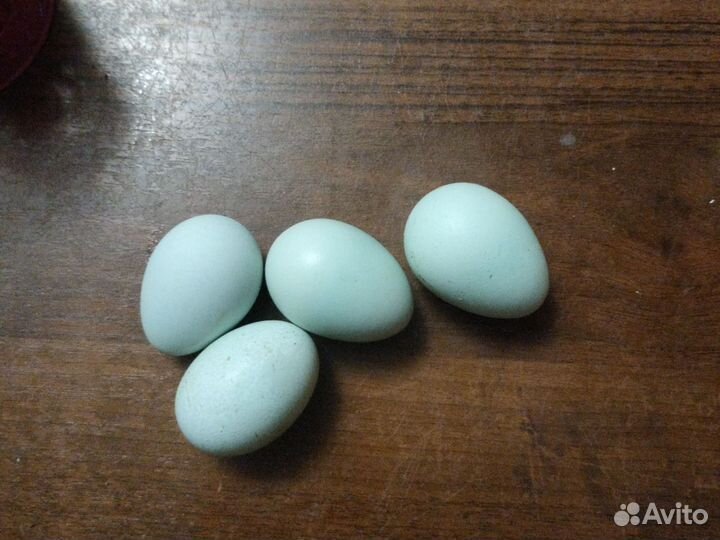 Яйца на инкубатор
