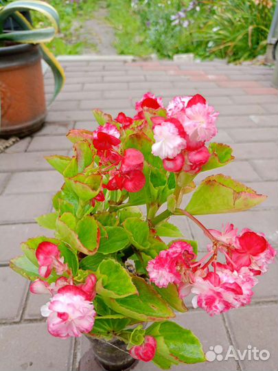 Бегония вечноцветущая