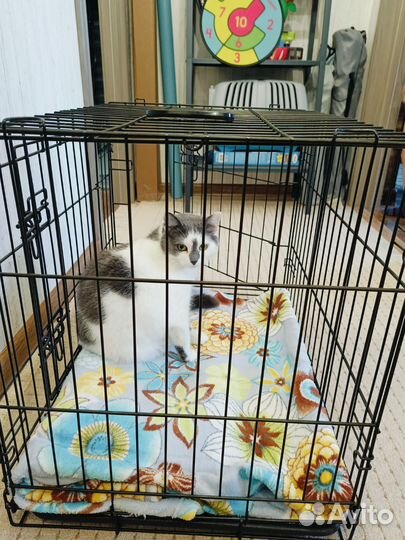 Клетка для котят, кошки