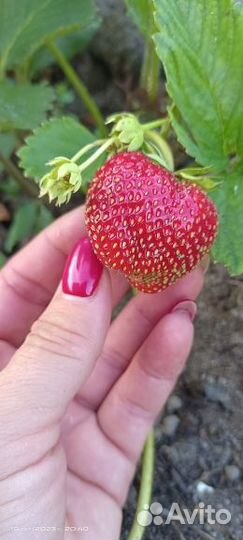 Клубника рассада